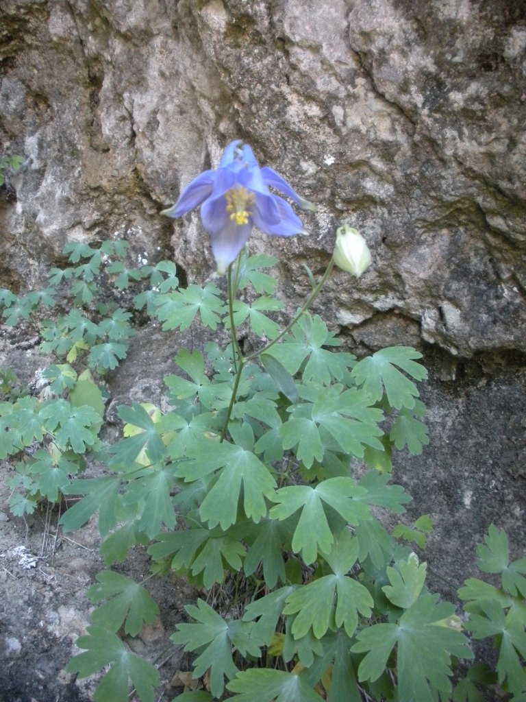 Aquilegia champagnatii / Aquilegia di Champagnat